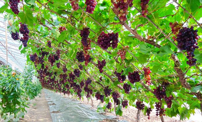 严把农产品质量关，北京平谷马坊镇迎来葡萄采摘季
