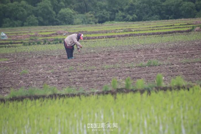 哈市发布第三次全国国土调查数据｜全市耕地面积3600余万亩