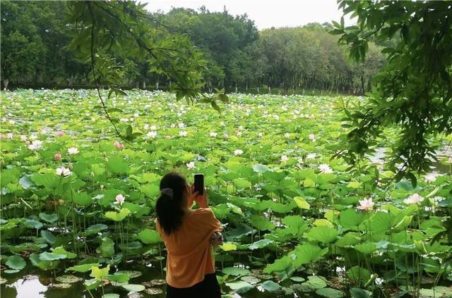 罕见！广州的鸳鸯色睡莲开了，还有宋莲、并蒂莲……