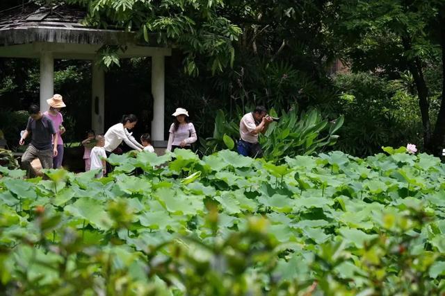 罕见！广州的鸳鸯色睡莲开了，还有宋莲、并蒂莲……