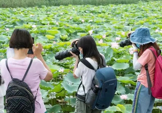 罕见！广州的鸳鸯色睡莲开了，还有宋莲、并蒂莲……