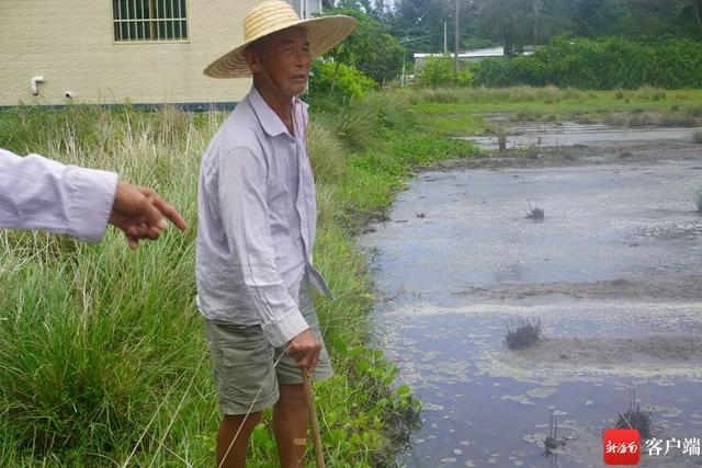 怎么回事？海南万宁一村庄65亩农作物大面积枯死