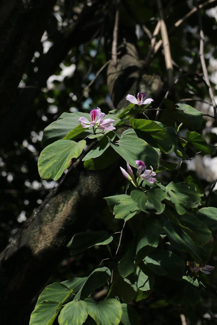 自然散步| 香港“紫荆花”背后的百年传奇