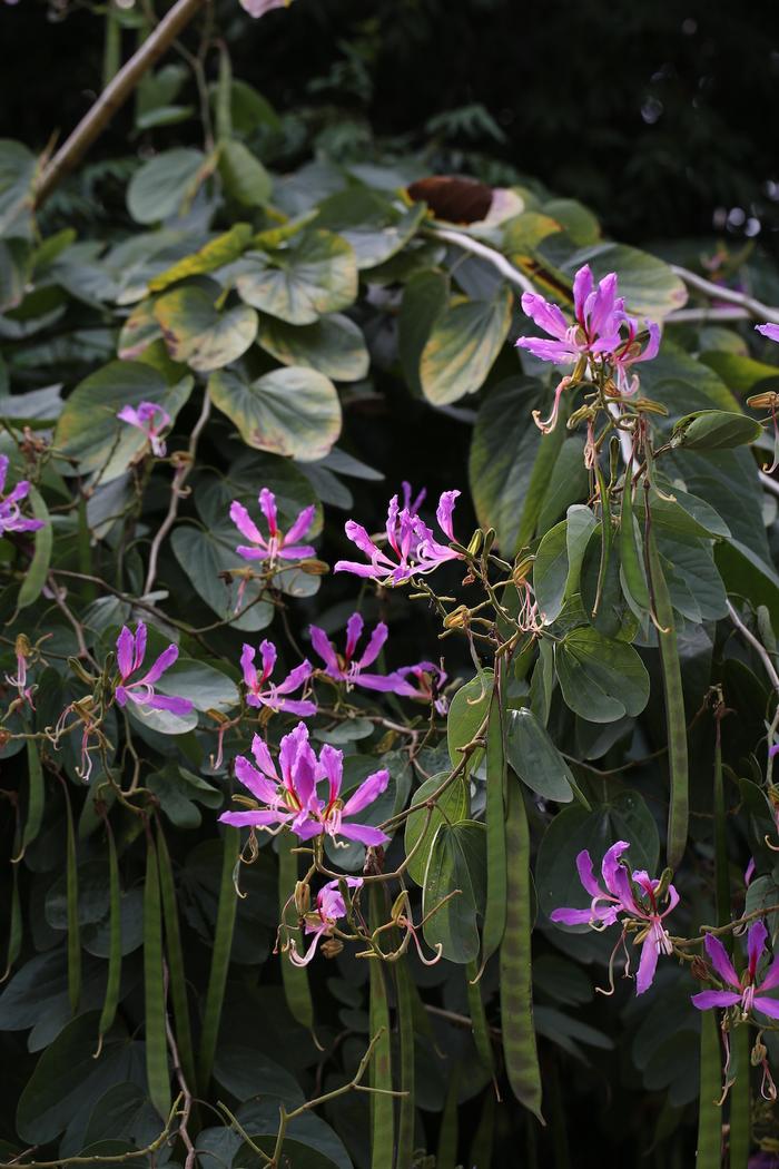 自然散步| 香港“紫荆花”背后的百年传奇