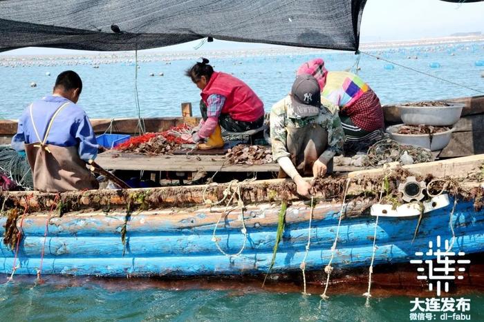 马粪海胆、生蚝、虾夷扇贝……探访大连海上牧场！