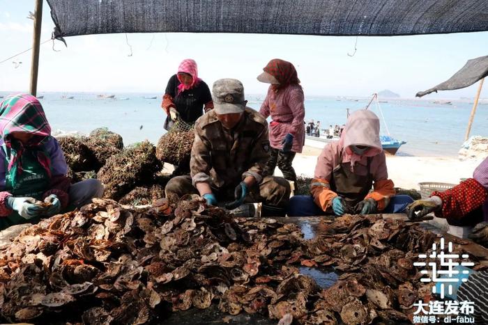 马粪海胆、生蚝、虾夷扇贝……探访大连海上牧场！