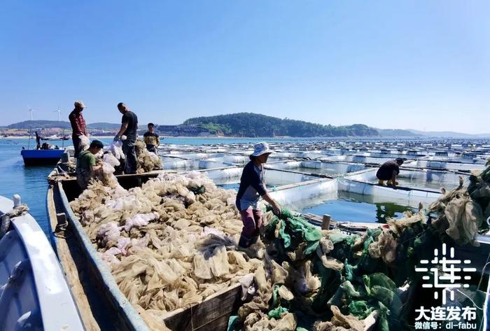 马粪海胆、生蚝、虾夷扇贝……探访大连海上牧场！