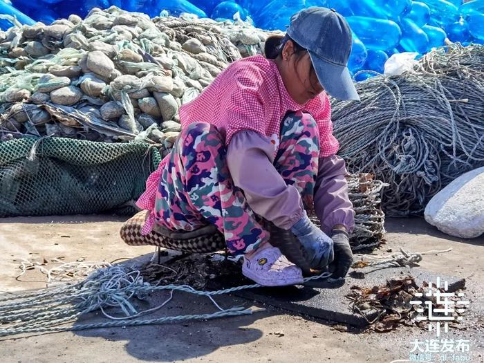 马粪海胆、生蚝、虾夷扇贝……探访大连海上牧场！