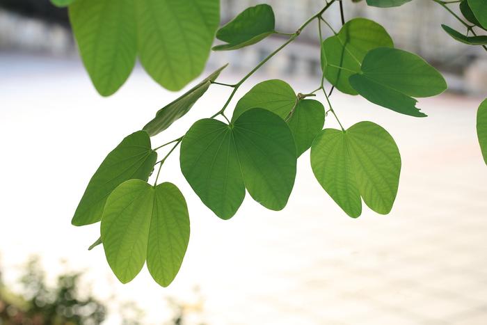 自然散步| 香港“紫荆花”背后的百年传奇