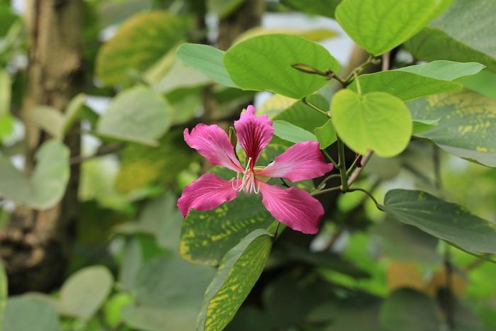 自然散步| 香港“紫荆花”背后的百年传奇