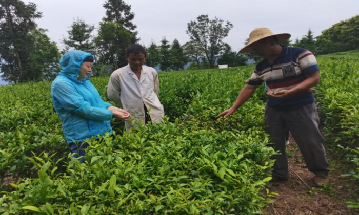 把脉问诊保生产 湖北恩施科特派“品”茶忙