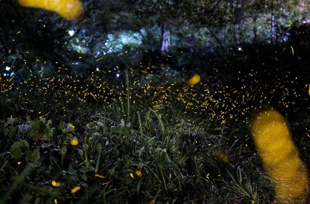 西湖边这地方太火了！但很多人是被网红照片骗过来的...