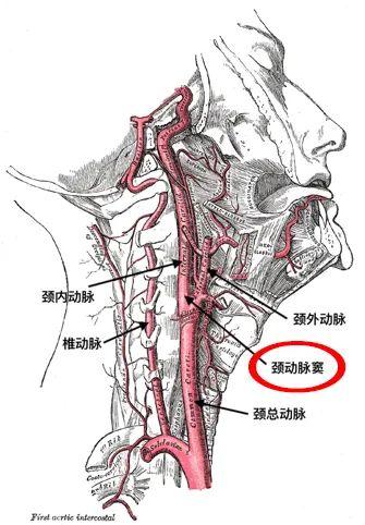 影视剧里的手刀，真能一下把人敲晕吗？