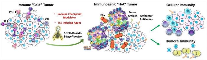 中美学者联合研发噬菌体肿瘤疫苗具有重要转化价值