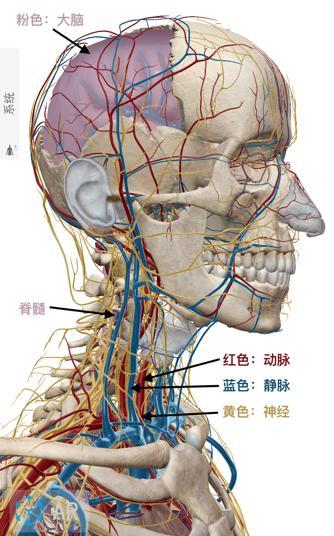 影视剧里的手刀，真能一下把人敲晕吗？