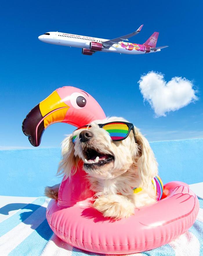 狗狗也能坐飞机了！这10个航班允许人与犬类宠物客舱同行