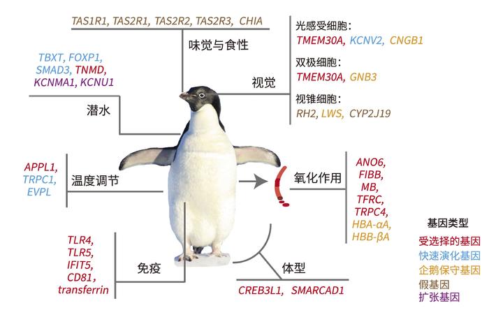 六千万年前失去飞行能力的企鹅，为何又成为最会潜泳的鸟类？