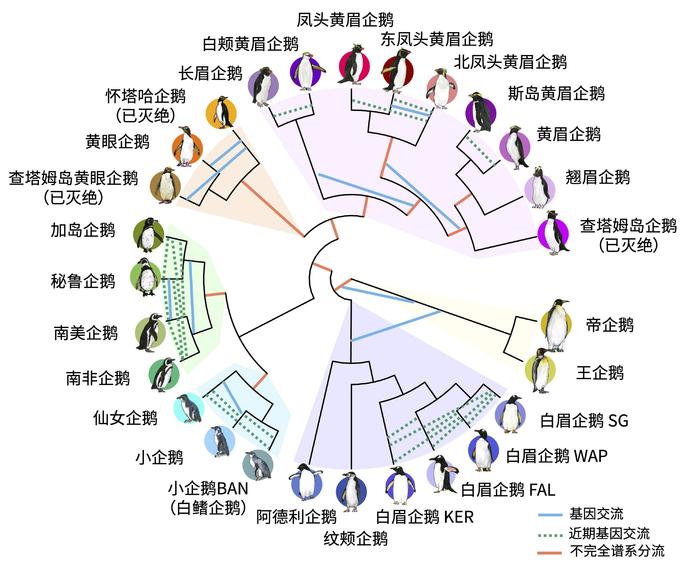 六千万年前失去飞行能力的企鹅，为何又成为最会潜泳的鸟类？