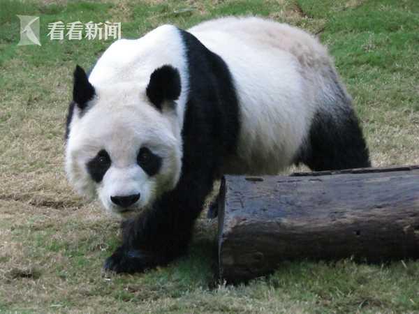 视频｜全球最长寿的圈养雄性大熊猫“安安”在香港离世