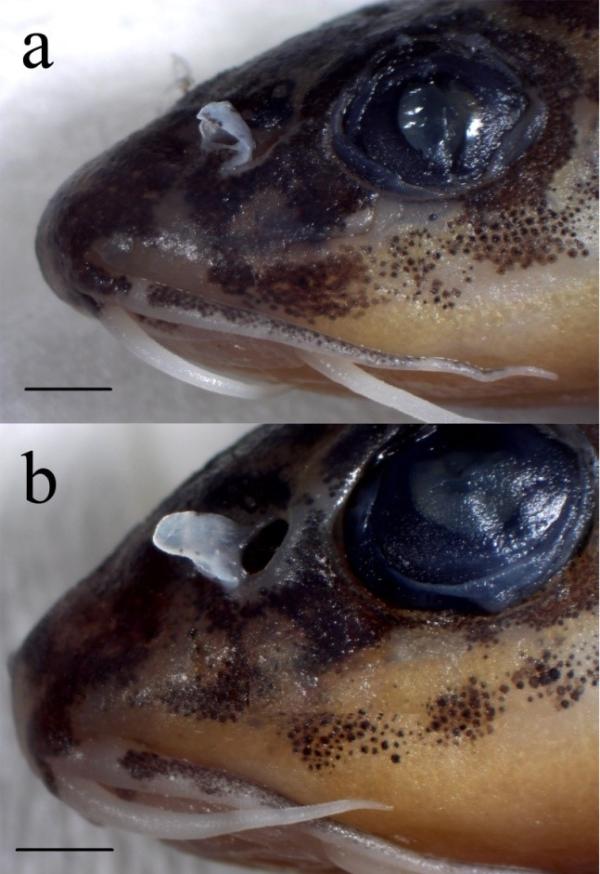 伊洛瓦底江流域发现条鳅科鱼类新种