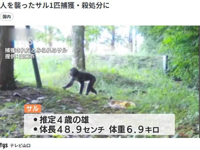 日本山口县野猴袭击人类已致49伤 当局开始捕杀