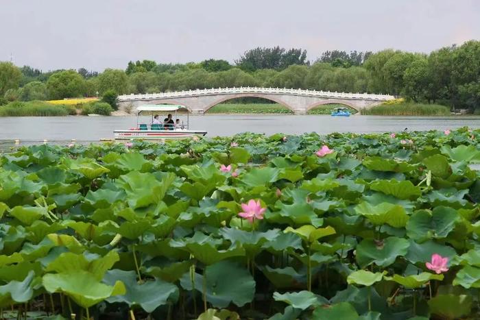 “花影不离身左右，鸟声只在耳东西”！清凉一夏，就在南海子公园