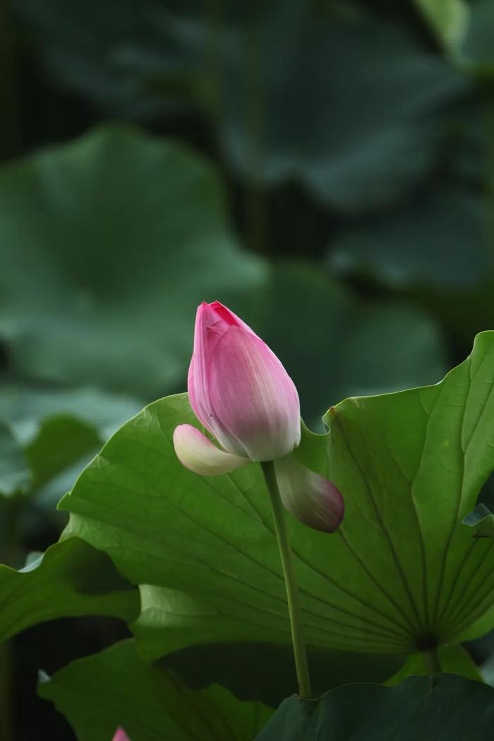 “花影不离身左右，鸟声只在耳东西”！清凉一夏，就在南海子公园