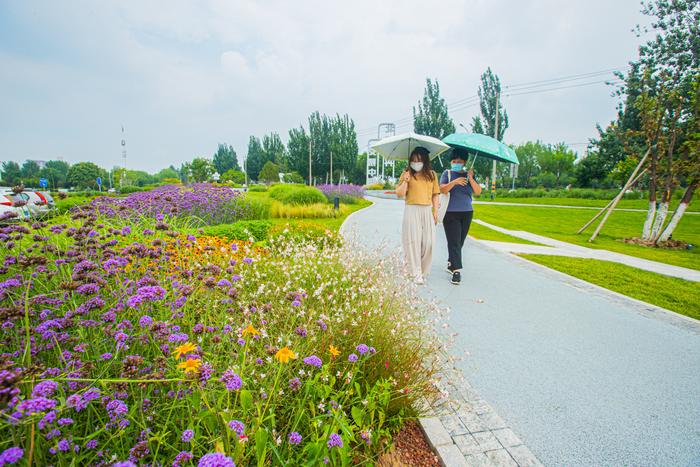 爱上丰台的理由：来花街感受盛夏缤纷花海吧！