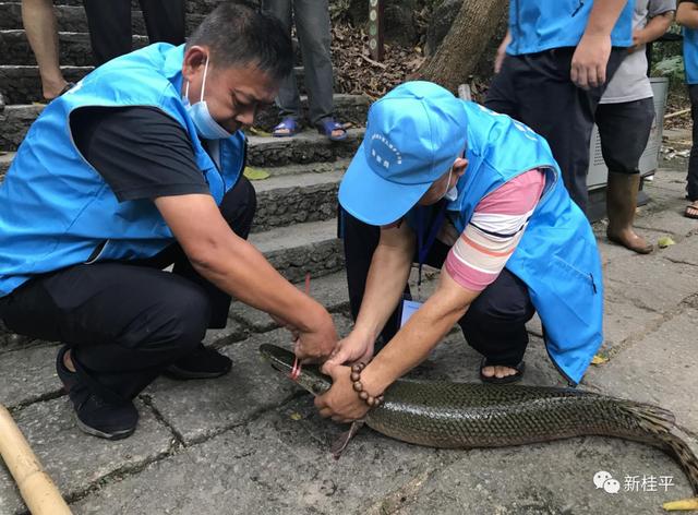 不止汝州！多地出现“怪鱼”，有孩子被咬伤