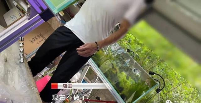 广西花鸟市场超半数观赏鱼店有鳄雀鳝幼苗，部分商家直言“不卖了”