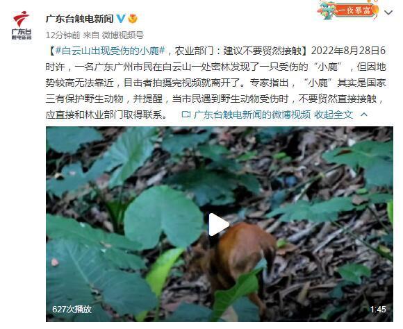 白云山出现受伤的小鹿，农业部门：建议不要贸然接触