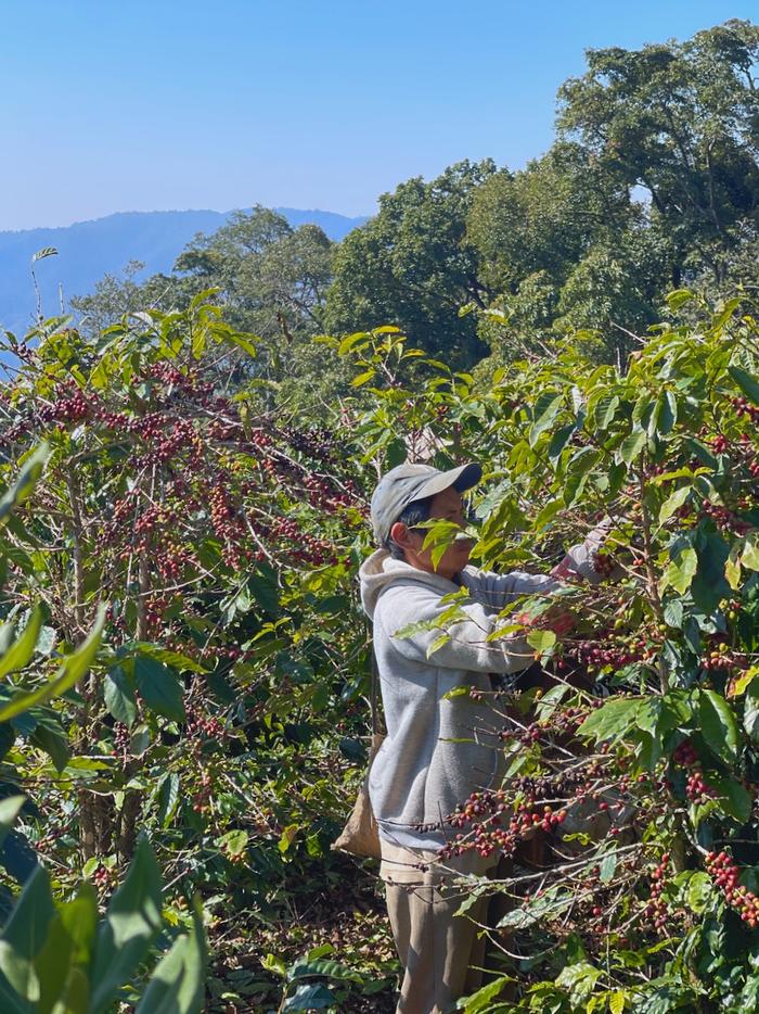 云南小粒咖啡落“沪”, 尝一尝国际范的中国味道