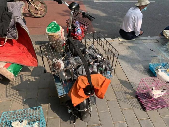 占道扰民，几十家小摊贩排出百余米，京城这处又现鸽市