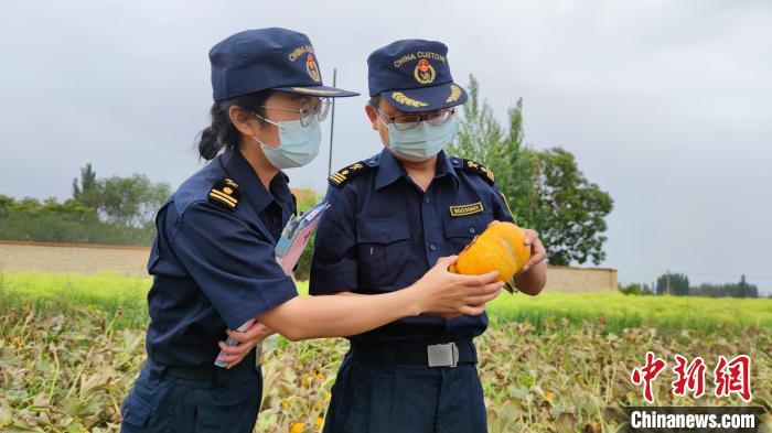 甘肃监测外繁制种田间病虫害 严防检疫性有害生物传入