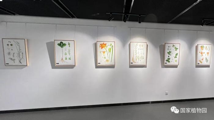 LIAN植物绘画艺术金秋特展在国家植物园科普馆开展