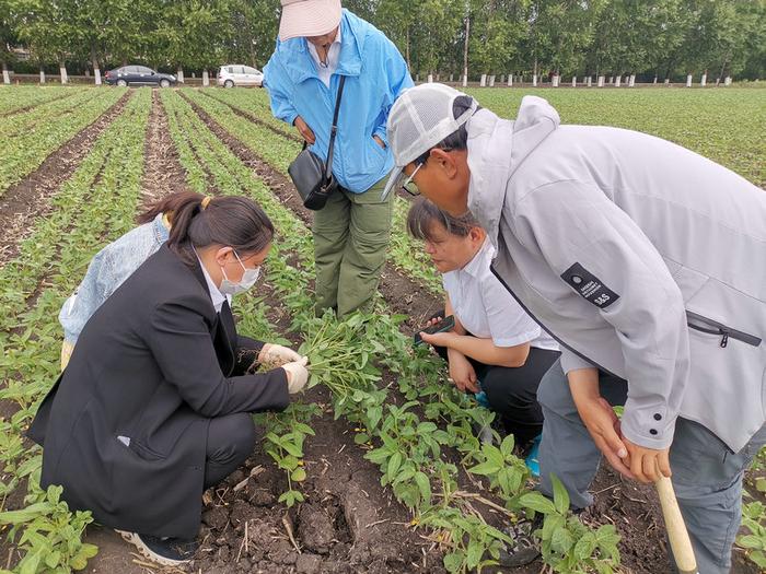 单产和总产均有望突破历史 九三大豆“豆”志昂扬