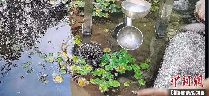 通讯：探秘都市里的生境花园 野生动物繁衍、嬉戏的“踏脚石”