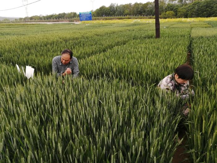 天水市农科所：培育抗条锈小麦新品种，保障陇南麦区粮食安全