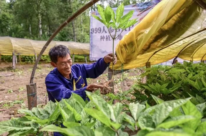 当天摘当天发！长白山5年足龄「鲜人参」，收到还挂着土！又鲜又补，别错过这当季好物！