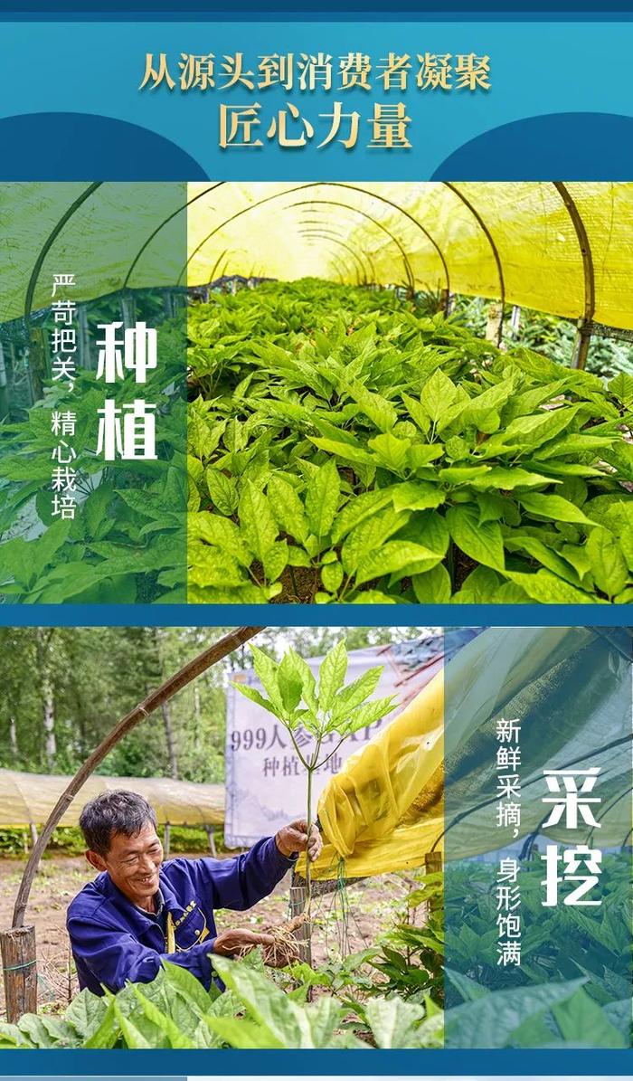 当天摘当天发！长白山5年足龄「鲜人参」，收到还挂着土！又鲜又补，别错过这当季好物！