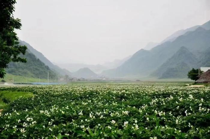 走进县城看发展之八十四 | 重庆巫溪县：发展绿色产业 促进乡村振兴