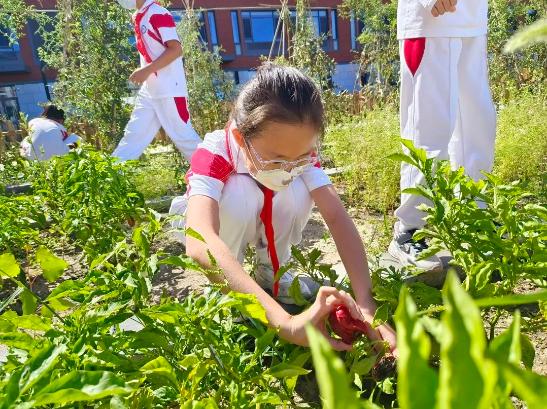 新学期的劳动课该怎么上？这些北京中小学校大显身手