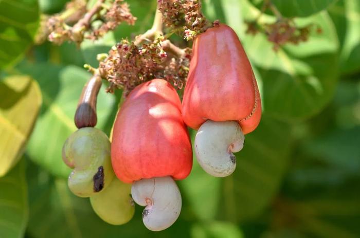 常吃的蓝莓、榴莲、板栗、巴旦木……你知道它们是怎么长的吗？