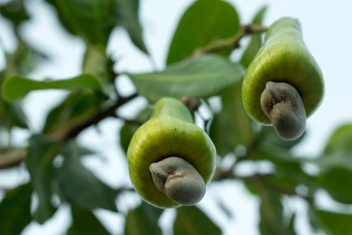 常吃的蓝莓、榴莲、板栗、巴旦木……你知道它们是怎么长的吗？