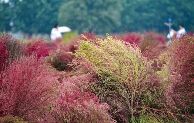 西安未央宫遗址公园网红地肤草如“浩瀚红海”震撼视觉