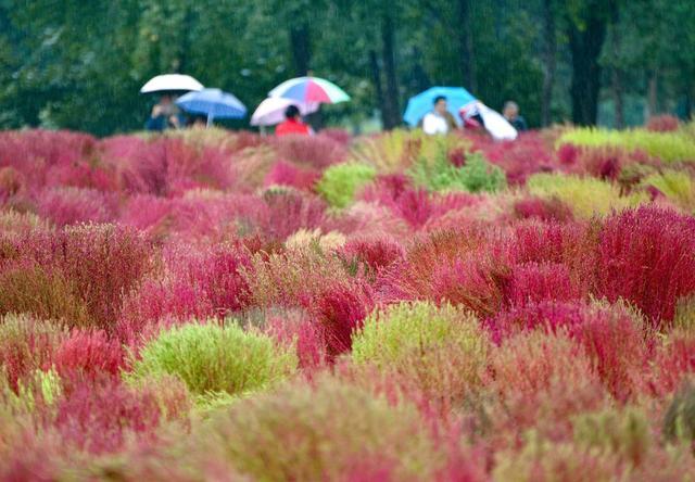 西安未央宫遗址公园网红地肤草如“浩瀚红海”震撼视觉