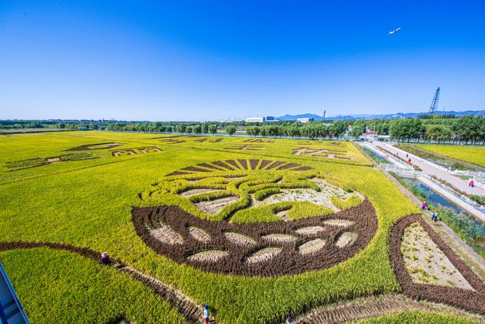 秋“丰”送景迎十一：王佐佃起村稻田蟹鱼国庆节开钓