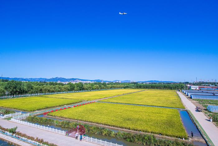 秋“丰”送景迎十一：王佐佃起村稻田蟹鱼国庆节开钓