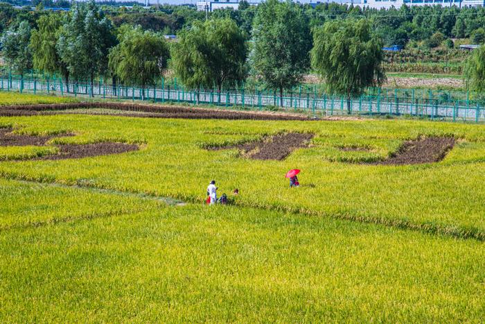 秋“丰”送景迎十一：王佐佃起村稻田蟹鱼国庆节开钓