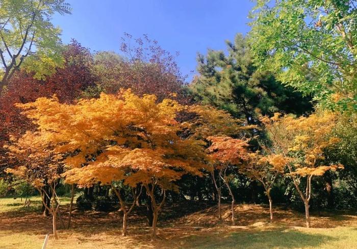 竹露黄菊伴风来，实拍顺义各大公园初秋好景色！